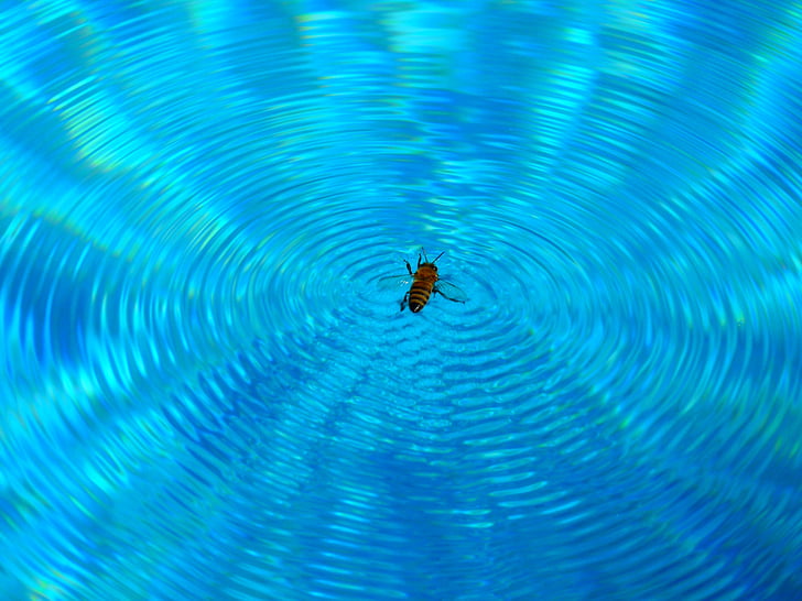 bee, honey, insect, water, swim