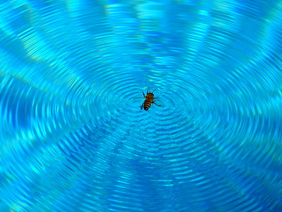Bee, honning, insekt, vann, svømme