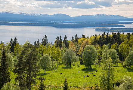 풍경, 산, 스웨덴, 보기, 자연, 물, 큰 호수