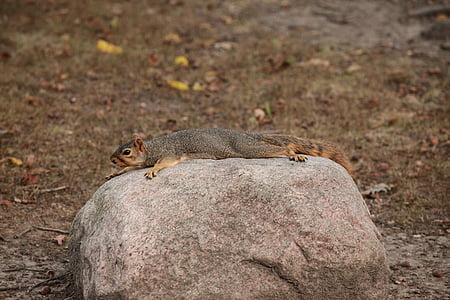 squirrel, rock, nature, laying down, rodent, animal, wildlife