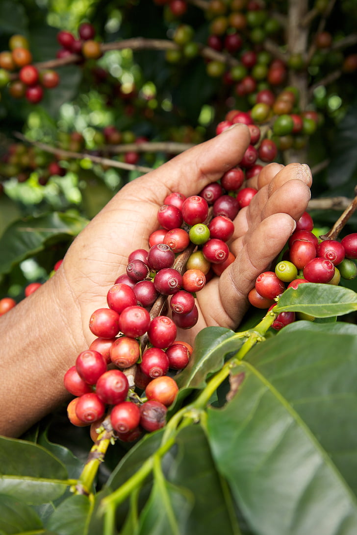 coffee, coffe, sugar, fruit, food, agriculture, red