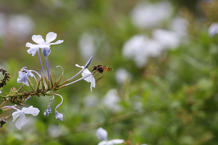 bee, honey, pollen, nature, flower