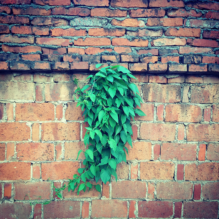 dinding merah, daun hijau, Fajar