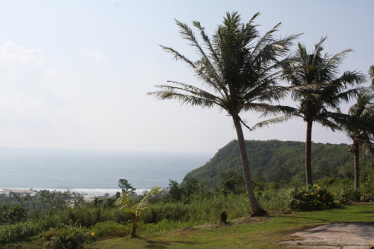 naturen, Palm tree, landskap