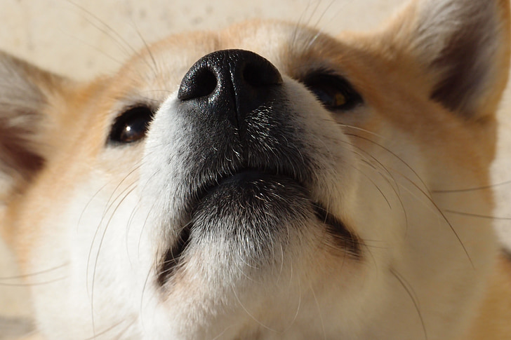 dog, shiba inu, nose