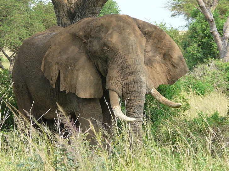 elephant, uganda, wildlife, nature, africa, conservation, animals in the wild