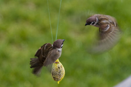 sperling, sparrow, air combat, futterneid, house sparrow, bird, nature