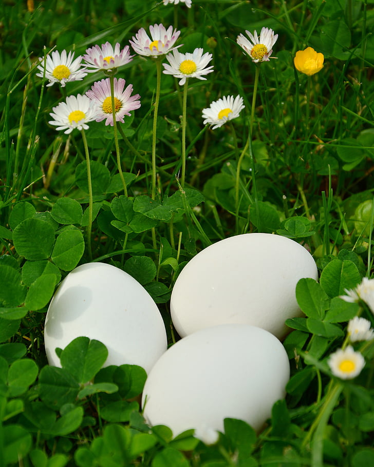 egg, white eggs, meadow, klee, daisy, of course, bio