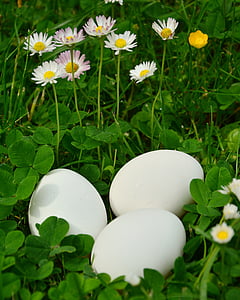 αυγό, άσπρα αυγά, Λιβάδι, Πάουλ Κλέε, Μαργαρίτα, Φυσικά, βιο