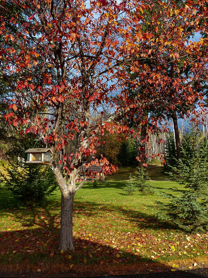rudenį, rudenį, raudona, lapai, medis, sodas, paukštis namas