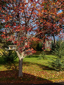 jesień, upadek, czerwony, pozostawia, drzewo, ogród, Domek dla ptaków