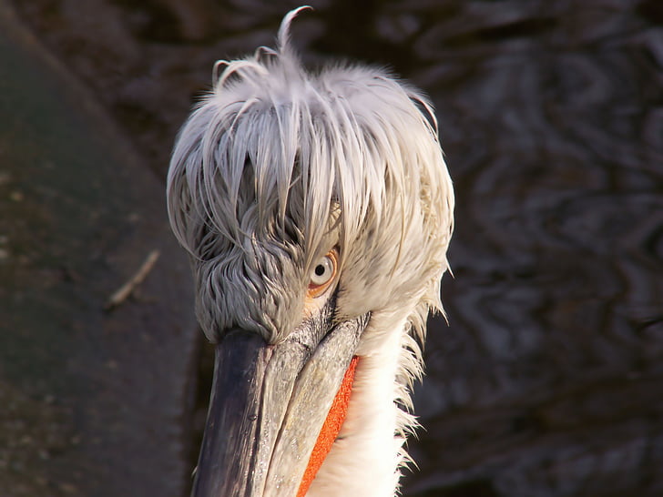 pelican, dalmatian pelican, animals, bird, zoo, waterfowl