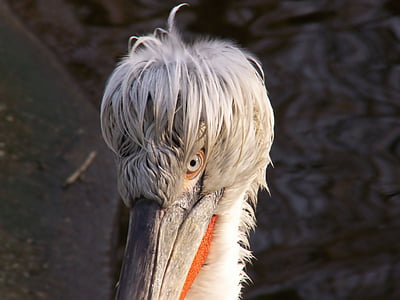 pelikan, dalmatinski pelikan, živali, ptica, živalski vrt, močvirskih