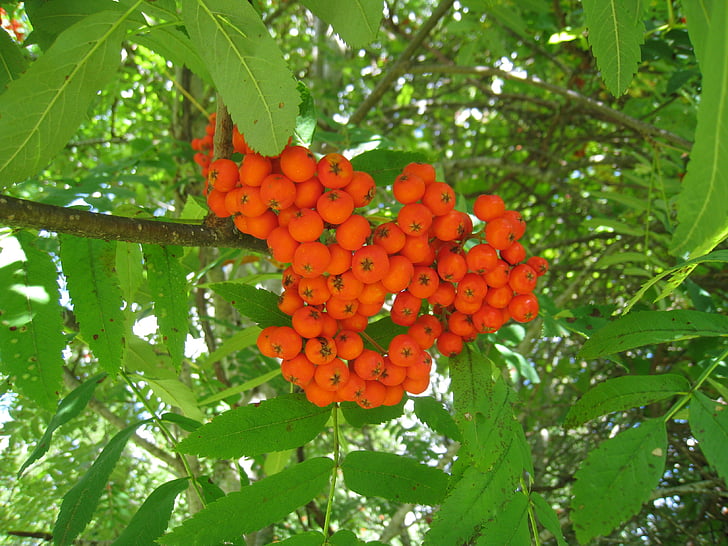 rowan berries, garden, orange, green, tree, leaf, summer