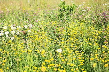 Wildflowers, niitty, pitkää ruohoa, Luonto, kenttä, kesällä, vihreä