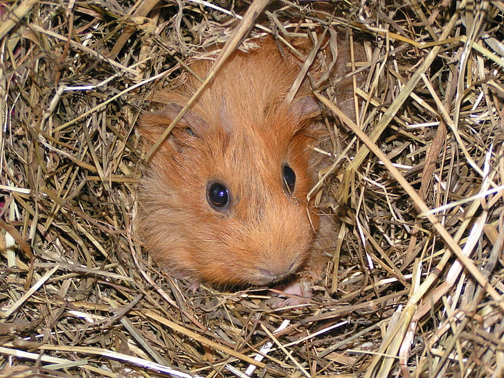 guinea pig, animal, straw, cute, rodent, nager, one animal