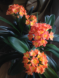 Lily, plant, Oranje, bloem