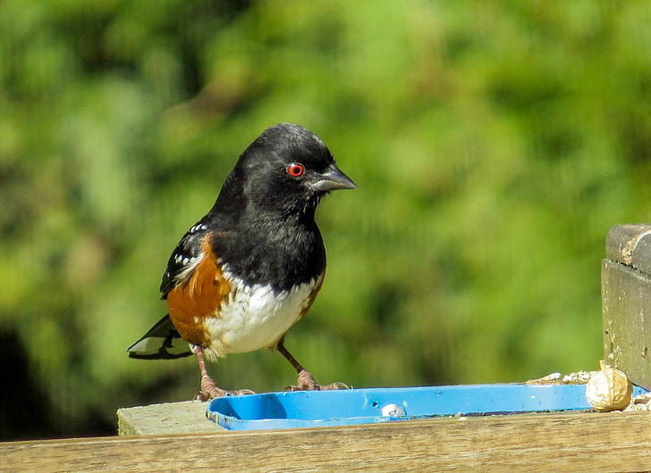 spotted towhee, sparrow, birding, eyeing the prize, fauna, wildlife, food