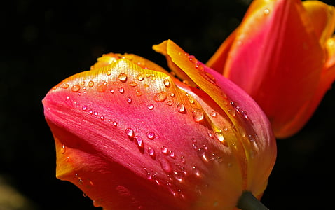 tumor kuning, Orange tulip, Tutup, musim semi, bunga, bunga musim semi, Flora