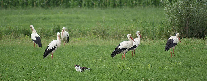 storks, cat, polder