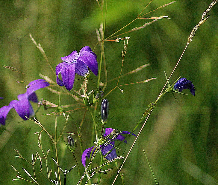 Campanula patula, Blumen-Wildblumen, Wiese, Natur, Flora, blühende, violett