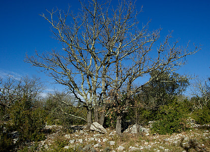 Мъртво дърво, дъб, храсталаци, чемшир