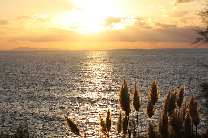 sun, sunset, feather duster, sea, france, light