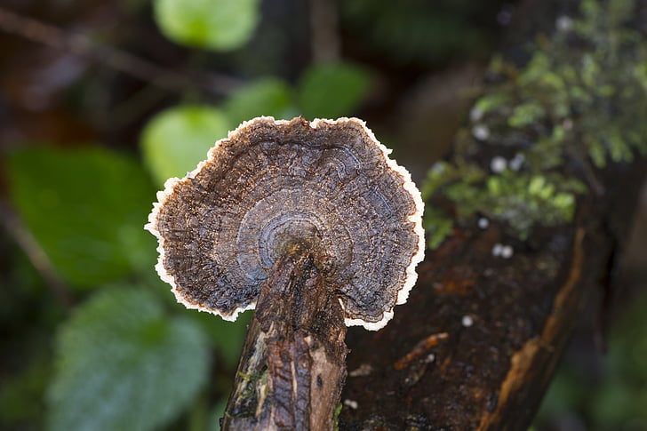 cogumelo, fungo de madeira, floresta, fechar