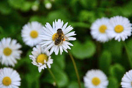 цветя, пчела, фураж, насекоми, растителна, природата, опрашител