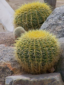 Cactus, vihreä, piikkejä, Puutarha