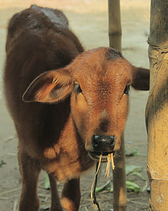 ลูกวัว, ลูกวัวรับประทาน, ตอนเช้า, วัว, ฟาร์ม, สัตว์, รับประทานอาหาร