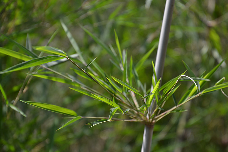 bambusest, taim, roheline, bambuse lehed, loodus
