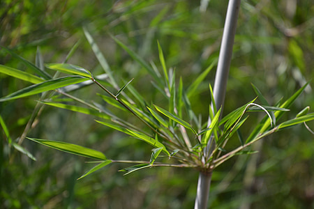 bambus, rastlín, Zelená, bambusových listov, Príroda