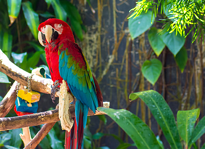papegojor, fågel, djur, Macaw, färgglada, färg, färgglada