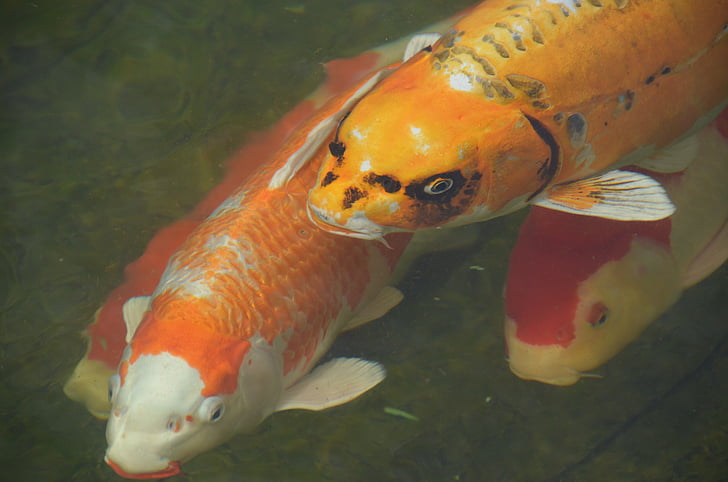 pescado, Carpas Koi, peces de colores, estanque, agua, naranja
