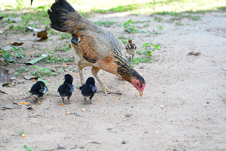 chicken, family, mother