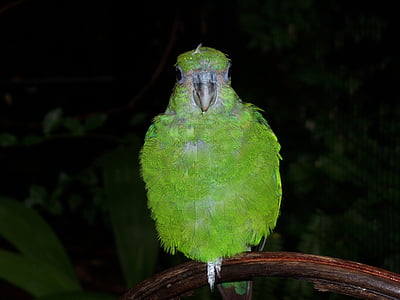 papegoja, grön, fjäderdräkt, naturen, fauna