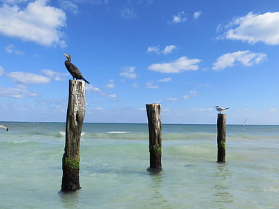 sea birds, cormorant, posts, sea, coast, bird, beak