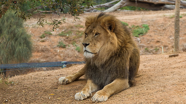 Lauva, Werribee zooloģiskais dārzs, Melbourne, vienam dzīvniekam, savvaļas dzīvniekiem, dzīvnieku motīvi, lauva - feline