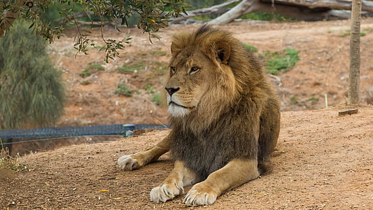 Lev, Werribee zoo, Melbourne, jedno zviera, zvieratá v divočine, zvieracie motívy, Lev - mačací