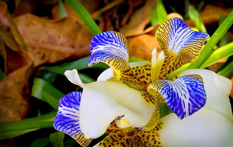 Orquídea, flor, jardín, plantas exóticas, naturaleza, planta, Close-up