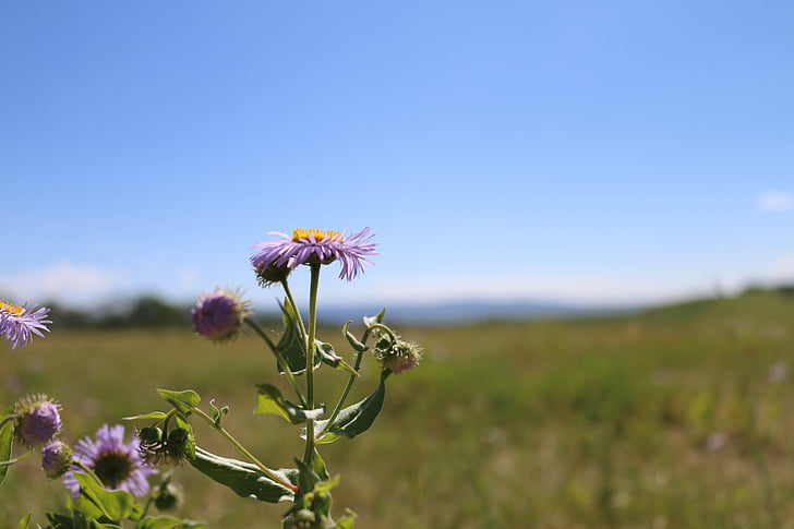 flowers, purple, outdoor, landscape, purple flowers, nature, bloom