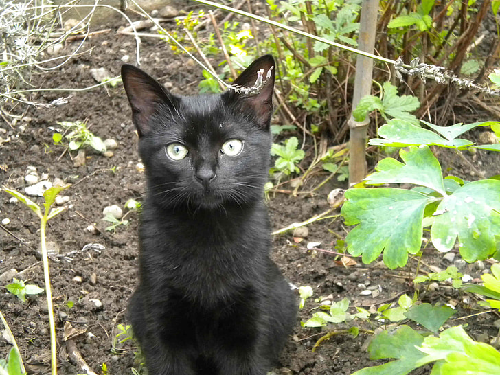 mèo con, màu đen, Sân vườn
