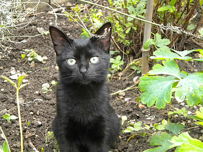 kotek, czarny, ogród
