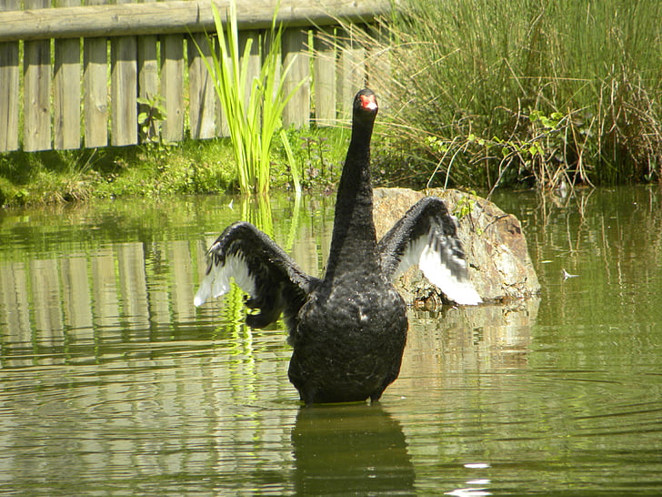Swan, Nero, rybník