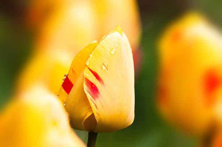 tulipany, Lily, Natura, kwiaty, schnittblume, kwiat, Bloom