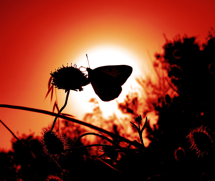 Kelebek, böcek, kanat, yaban hayatı, hata, parlak, küçük