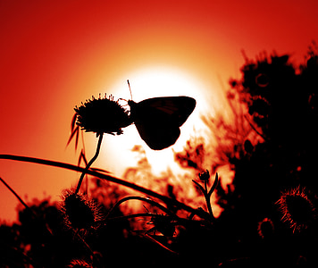 pillangó, rovar, szárny, vadon élő állatok, bug, világos, kis
