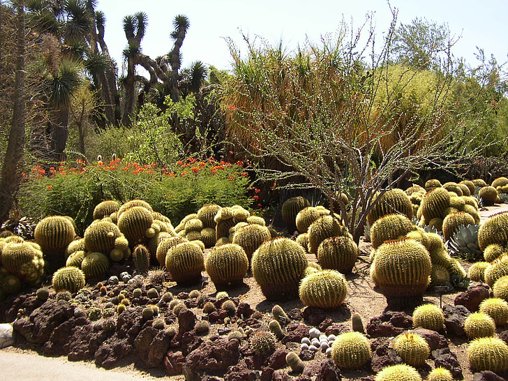 kaktus, botanični, eksotične
