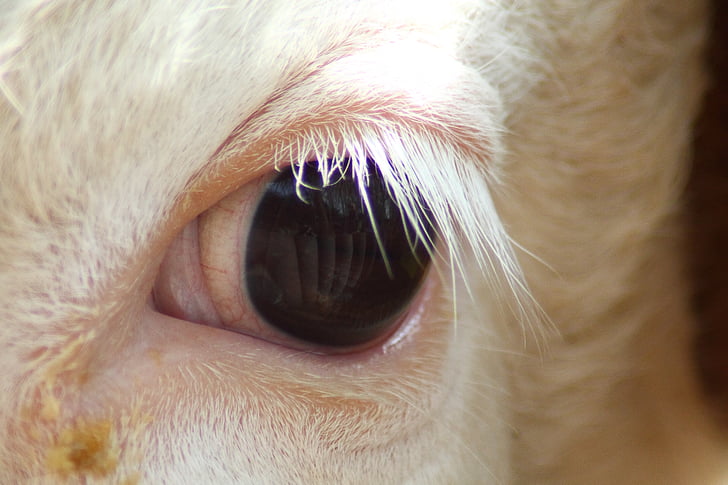 ull, kuhauge, pestanyes, pestanyes blanques, ulls dels animals, reflectint, vaca